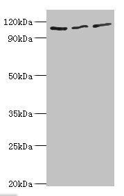 MERTK Antibody