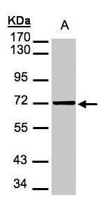 mesothelin Antibody