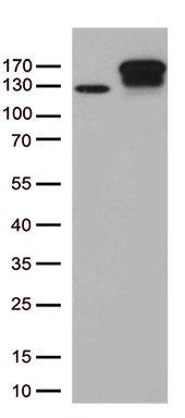 GRM4 Antibody