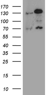 GRM4 Antibody