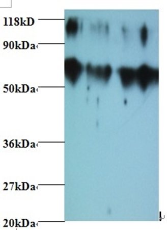 TIMP2 Antibody (Biotin)