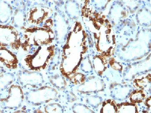 MFGE8 Antibody