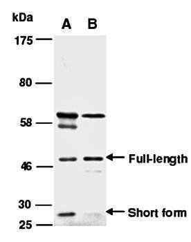 MFGE8 (C) Antibody, Rabbit Polyclonal