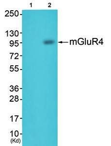mGluR4 Antibody