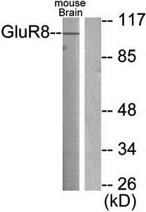 mGluR8 Antibody