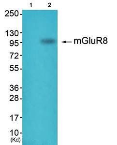 mGluR8 Antibody