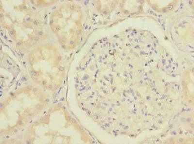 MGME1 Antibody