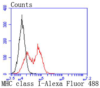 MHC class I Antibody