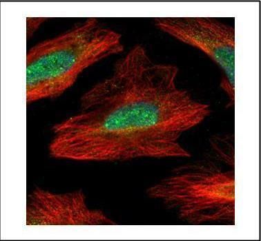 MID1IP1 Rabbit Polyclonal Antibody