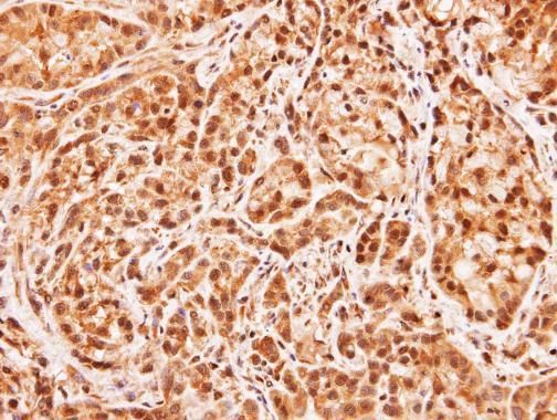 MID1IP1 Rabbit Polyclonal Antibody