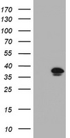 MIER2 Antibody
