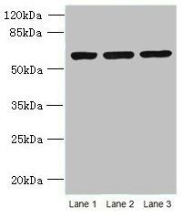 MIER2 Antibody