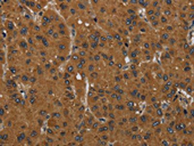 MIER2 Antibody