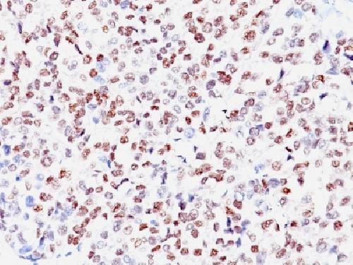 MITF Antibody