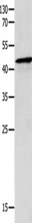 MITF Antibody