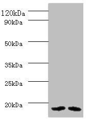 PAM16 Antibody