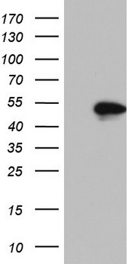Mitocondrial Translational Initiation Factor 3 Antibody