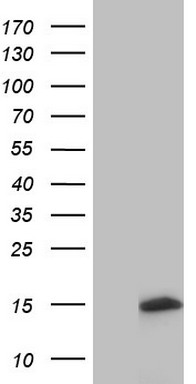 Mitofusin 1 Antibody