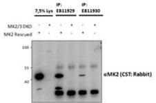 MK2/MAPKAPK2 Antibody