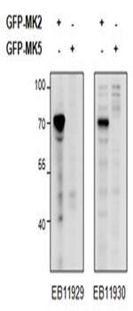 MK2/MAPKAPK2 Antibody