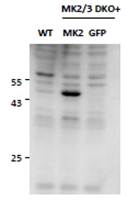 MK2/MAPKAPK2 Antibody