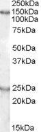 mKIAA0319 (mouse) Antibody