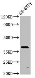 MKX Antibody
