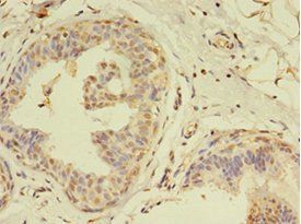 MLANA Antibody
