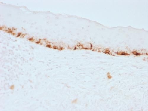 MLANA Antibody