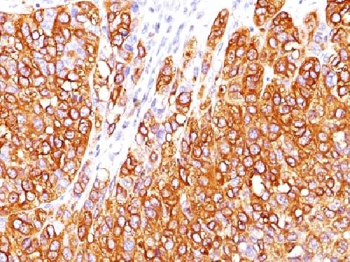 MLANA Antibody