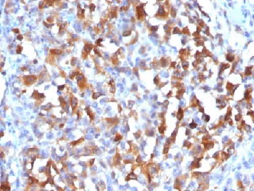 MLANA Antibody