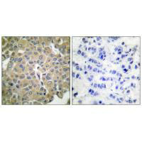 MLANA Antibody