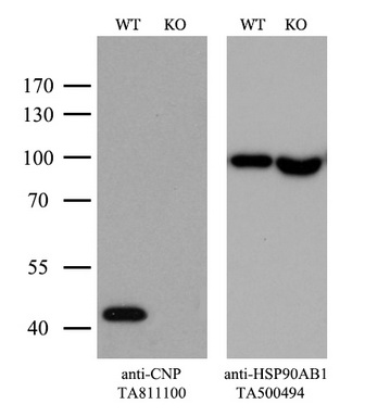 MLH1 Antibody