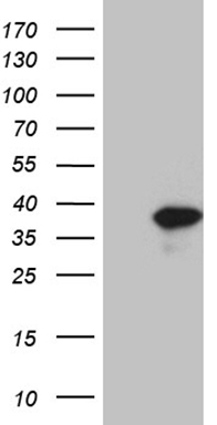 MLH1 Antibody