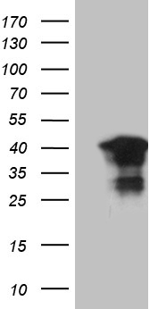 MLH1 Antibody
