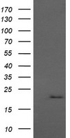 MMACHC Antibody