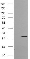 MMACHC Antibody