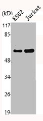 MMP1 Antibody