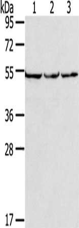 MMP23A Antibody