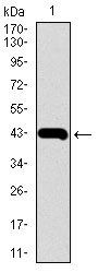 MMP2 Antibody