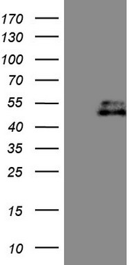 MMP7 Antibody