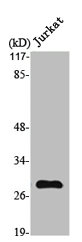 MMP7 Antibody