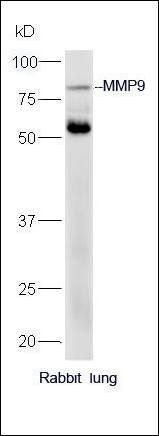 MMP9 Rabbit Polyclonal Antibody