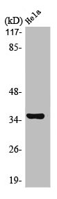 MNAT1 Antibody