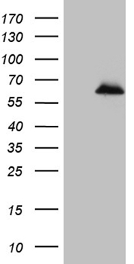 MNDA Antibody