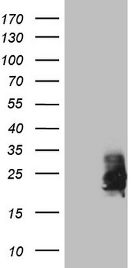MNDA Antibody