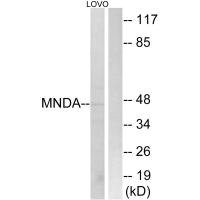 MNDA Antibody