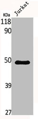 MNT Antibody