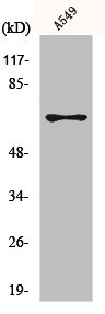 MNT Antibody