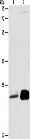MOB1B Antibody